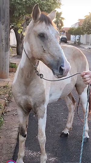 Divulgação - Dono de cavalo desaparecido pede ajuda para encontrá-lo em Assis - FOTO: Divulgação