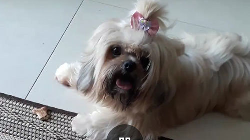 Arquivo Pessoal - cachorra Nina desaparecida em Assis