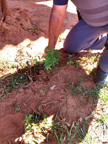 Divulgação - Pé de maconha estava plantado em uma calçada na Vila União em Lutécia