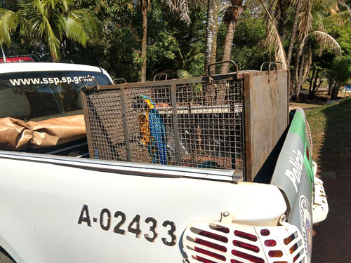 Divulgação - Polícia Ambiental encaminhou os animais para a APASS em Assis