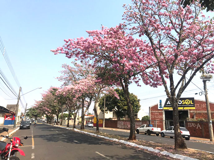 AssisCity - Ipês roxos dão um colorido especial na Avenida Paschoal Santilli em Assis