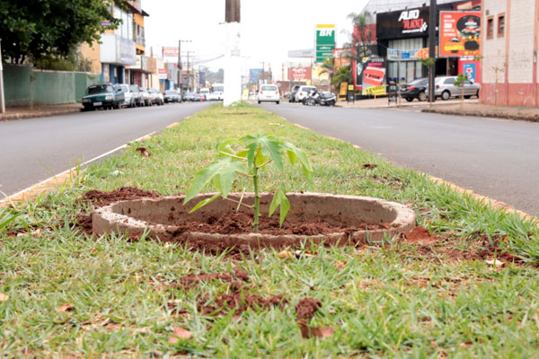 Divulgação - Mudas de mamão formosa foram plantadas em trecho da Avenida Dom Antônio em Assis