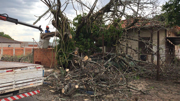 AssisCity - Equipes trabalham na remoção de árvore na Rua Dr. Lício Brandão de Camargo