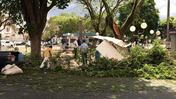 AssisCity - Árvore caiu na Praça Arlindo Luz, no Centro de Assis