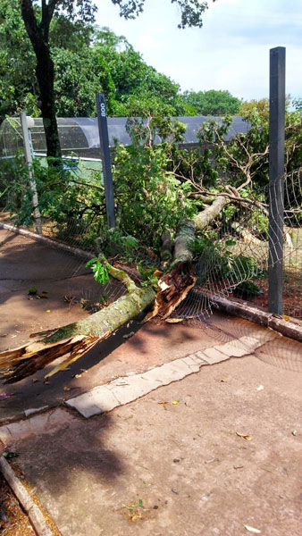 Divulgação - Equipes da Secretaria de Meio Ambiente e da Defesa Civil estão empenhadas após quedas de árvores em Assis