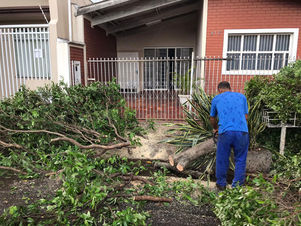 Divulgação - Árvore caiu na Rua Orozimbo Leão de Carvalho, em frente ao Parque Buracão
