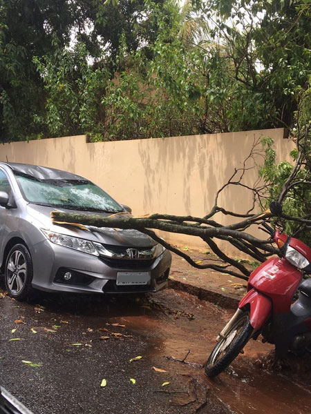 Divulgação - Árvore atingiu carro estacionado na Rua Quintino Bocaiúva