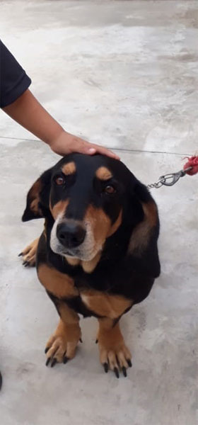 Arquivo Pessoal - Cachorra fugiu nas proximidades da UNIP em Assis