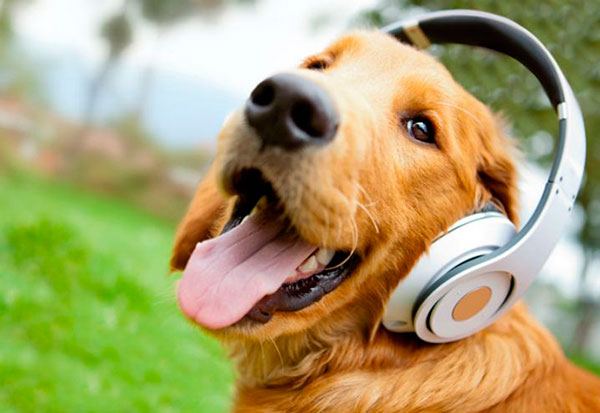 Divulgação - Spotify for Pets faz uma lista de músicas de acordo com as características do seu pet e suporta cinco espécies: cachorro, gato, pássaro, iguana e hamster