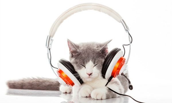 Divulgação - Segundo veterinária, há uma crescente no uso das músicas como terapia complementar aos tratamentos, inclusive durante o período de internações dos animais