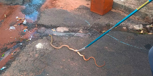 Foto: Arlei José da Silva - Bombeiros capturaram cobra dentro de caminhão em Rancharia