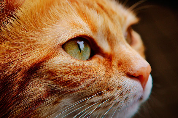 Pixabay - Segundo IBGE, já são mais de 22 milhões de felinos no país