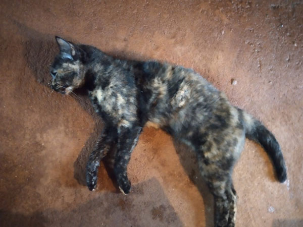 divulgação - A gata foi morta envenenada na terça-feira de Carnaval