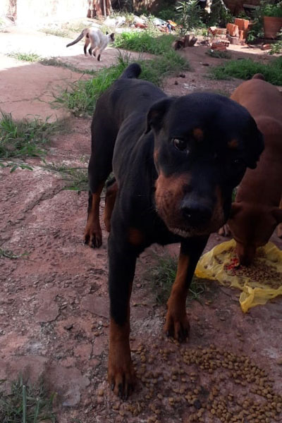 divulgação - A cachorra da raça rottweiler está em tratamento e não pode ficar sem medicação