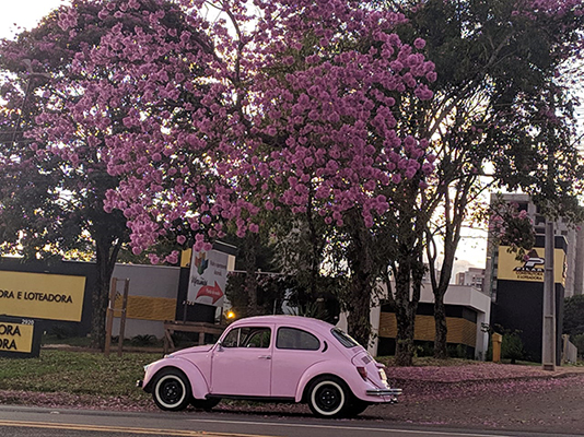 Divulgação - Avenida Rui Barbosa - Assis