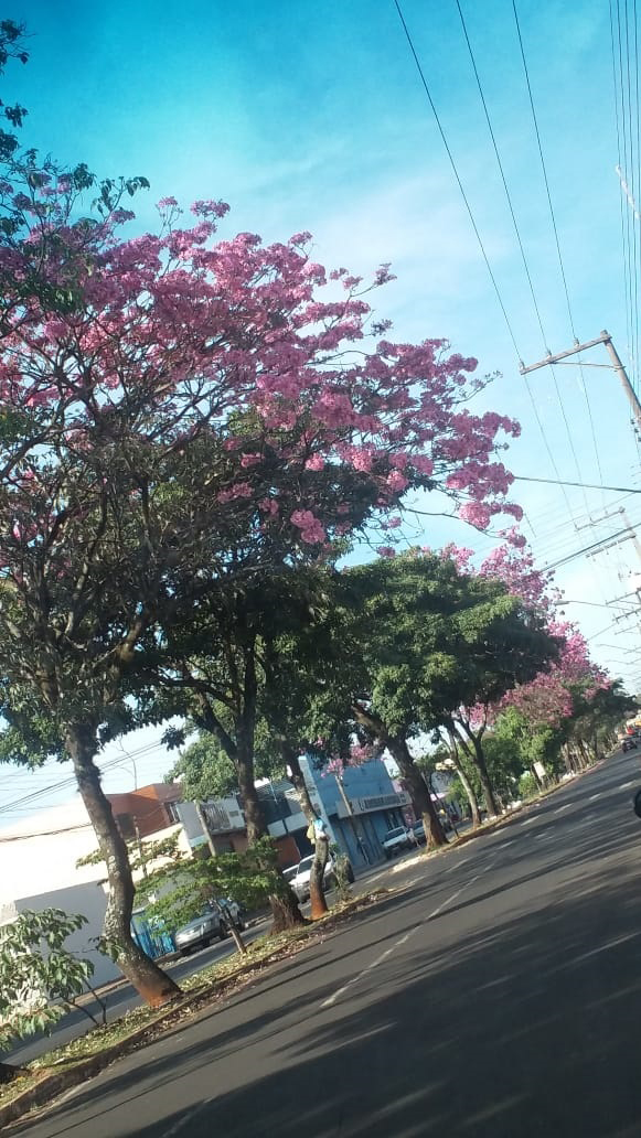 Divulgação - Avenida Paschoal Santilli - Assis