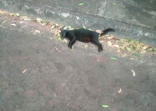 Divulgação - Gato encontrado morto no Parque Universitário depois de ter sido envenenado