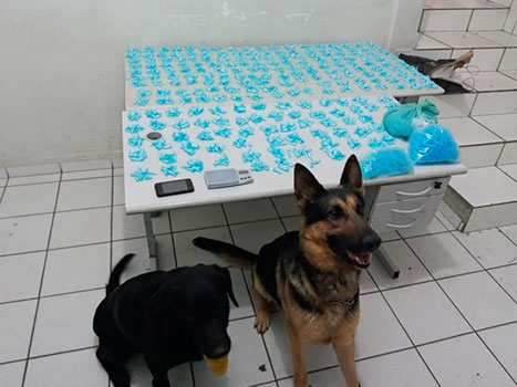 Foto: Polícia Militar/Divulgação - Cães farejadores localizam mais de 2 mil pinos de cocaína em Marília — Foto: Polícia Militar/Divulgação