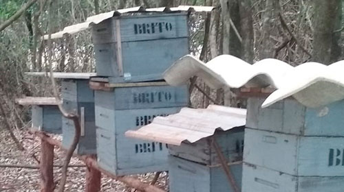 Divulgação - As abelhas mortas deixaram o valor de 8 mil reais de prejuízo
