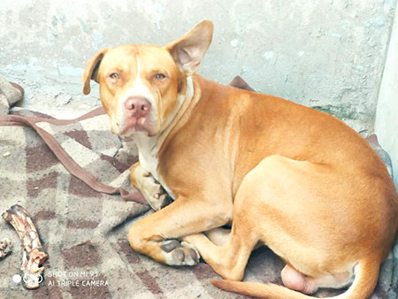 Divulgação - Thor, de 1 ano e 4 meses, foi morto depois de brigar com o cachorro do vizinho em Assis — Foto: Arquivo pessoal