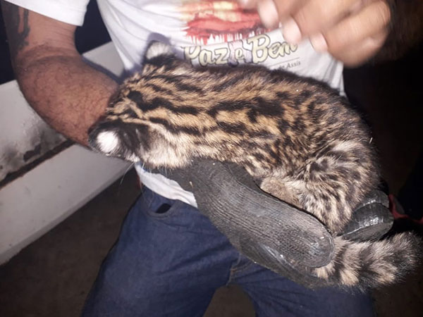 divulgação PM Ambiental - Polícia resgata filhote de jaguatirica em propriedade rural de Gália