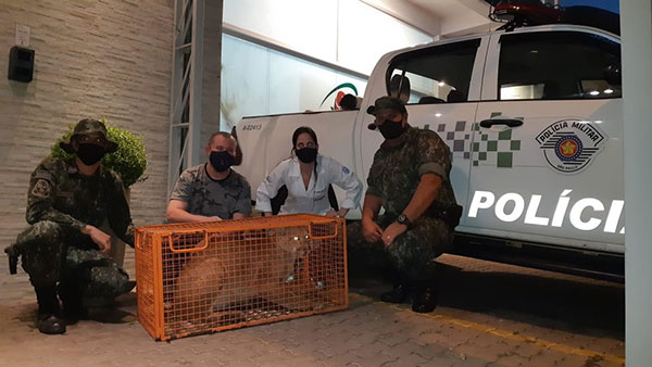 Polícia Militar Ambiental - Equipe da Polícia Ambiental e médica veterinária acompanham soltura de onça em Marília