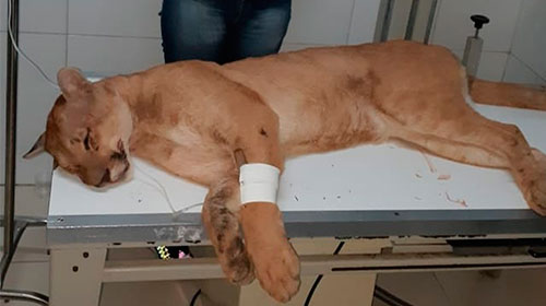 Divulgação - Onça recebe atendimento veterinário após ter sido atropelada na região de Marília — Foto: Corpo de Bombeiros / Divulgação