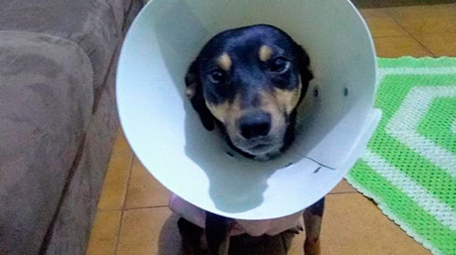 Divulgação - Família busca por cachorrinha desaparecida no Parque Universitário em Assis