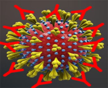 Divulgação - Anticorpos são representados pela letra Y em vermelho e a ligação deles na proteína Spike do vírus em amarelo