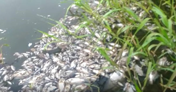 Vanda Alves - Moradores registram mortandade de peixes em lagoa de Cândido Mota