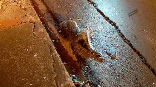Divulgação - Os moradores do bairro registaram um ouriço caído embaixo dos poste de energia