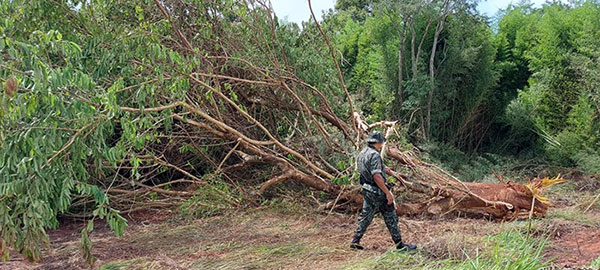 divulgação PM Ambiental - Árvores cortadas ainda no local