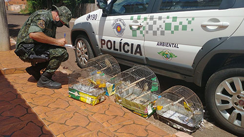 Polícia Ambiental apreende aves em Chavantes