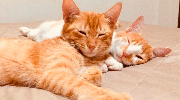 Divulgação - Dois gatos morreram com intervalo de uma semana no Parque Universitário