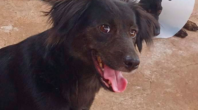 Divulgação - Tutor buscam por cachorra desaparecida no Jardim Paraná