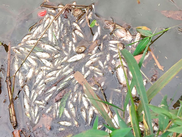Divulgação - Quantidade grande de peixes mortos assustou moradores da região