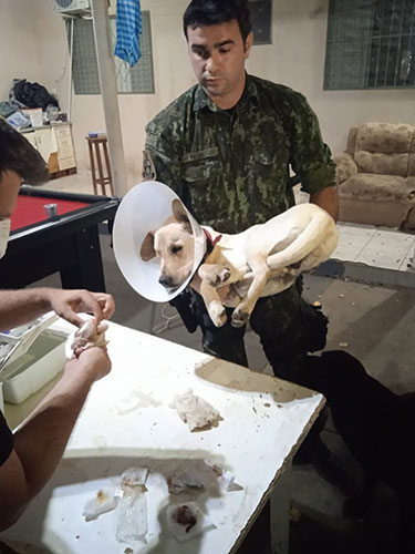 Polícia Ambiental - Polícia Ambiental resgatou o cachorro que foi castrado em uma república de estudantes em Presidente Prudente — Foto: Polícia Ambiental