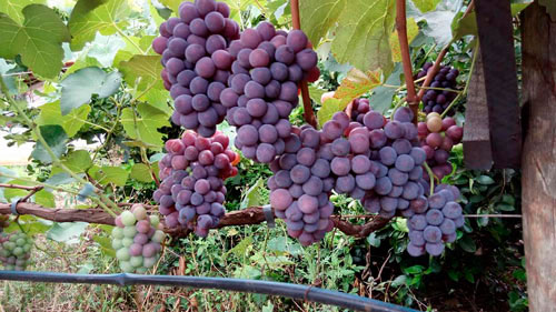 Divulgação - Parreiras de uvas em Assis