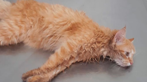 Divulgação - Moradora denuncia envenenamento de gato na Santa Cecília em Assis