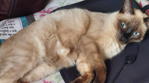Divulgação - Tutores procuram por gato desaparecido na Vila Maria Isabel em Assis