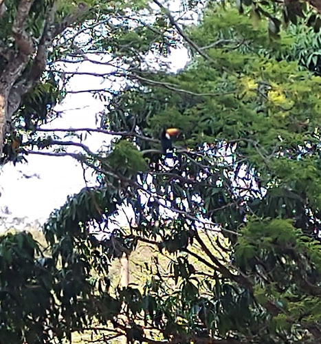 divulgação - Os tucanos estavam em uma árvore próximo ao restaurante do ECOPARQUE