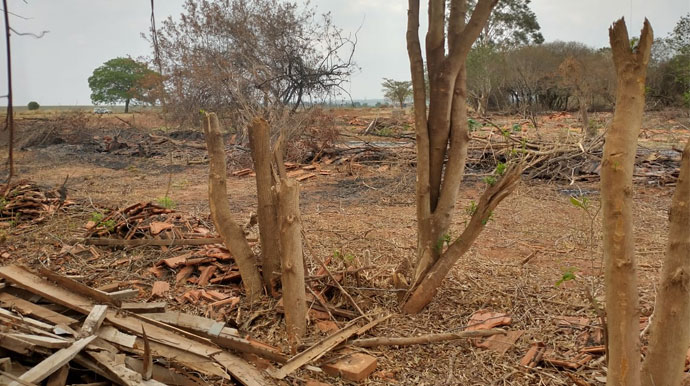 Divulgação - PM Ambiental multa local após corte de 89 árvores nativas em Echaporã - Foto: Divulgação - Polícia Ambiental