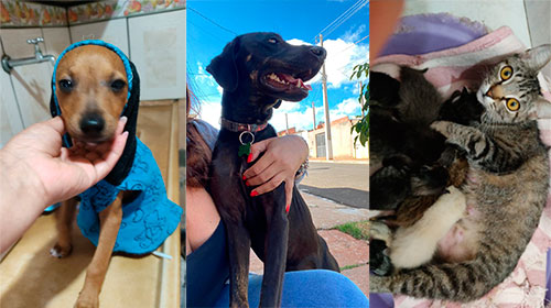Divulgação - Vitrine Animal e S.O.S Pets realizam feira de adoção em Assis