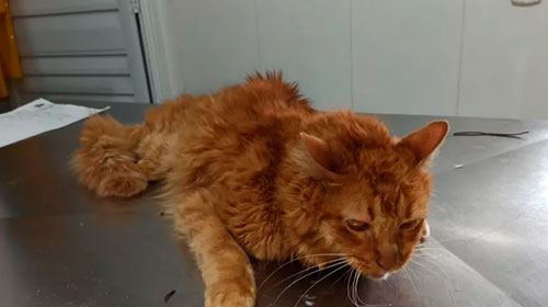 Divulgação - Gato abandonado morre após ser agredido com paulada e arremessado contra parede em Marília; morador foi preso