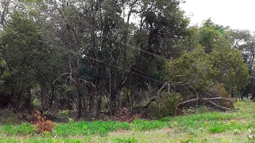 Divulgação - Árvore caiu em cima de fiação prejudicando o abastecimento da região - Foto: Divulgação