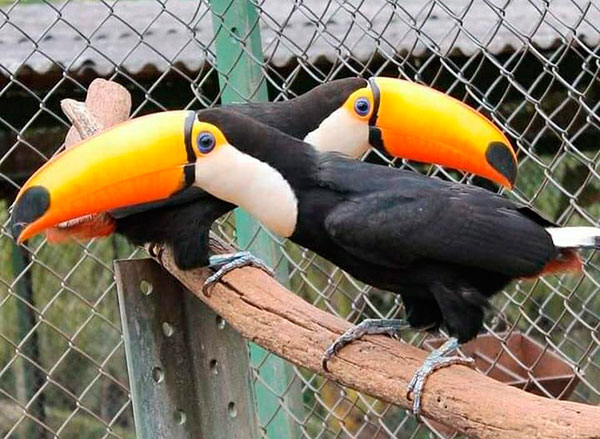 Divulgação - Tucanos em reabilitação para serem devolvidos ao meio ambiente - Foto: APASS de Assis