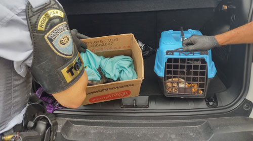 Divulgação - Animais estavam sendo transportados em duas caixas pequenas - Foto: Divulgação