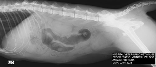 Divulgação - Raio-x identificou fratura na pelve esquerda da gatinha - Foto: Divulgação
