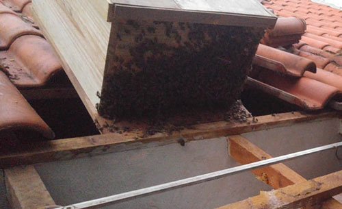 Divulgação - Resgate de abelhas por Nivaldo