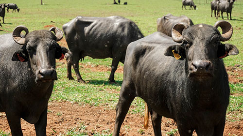 Divulgação - Búfalos - Foto: Búfalas São João